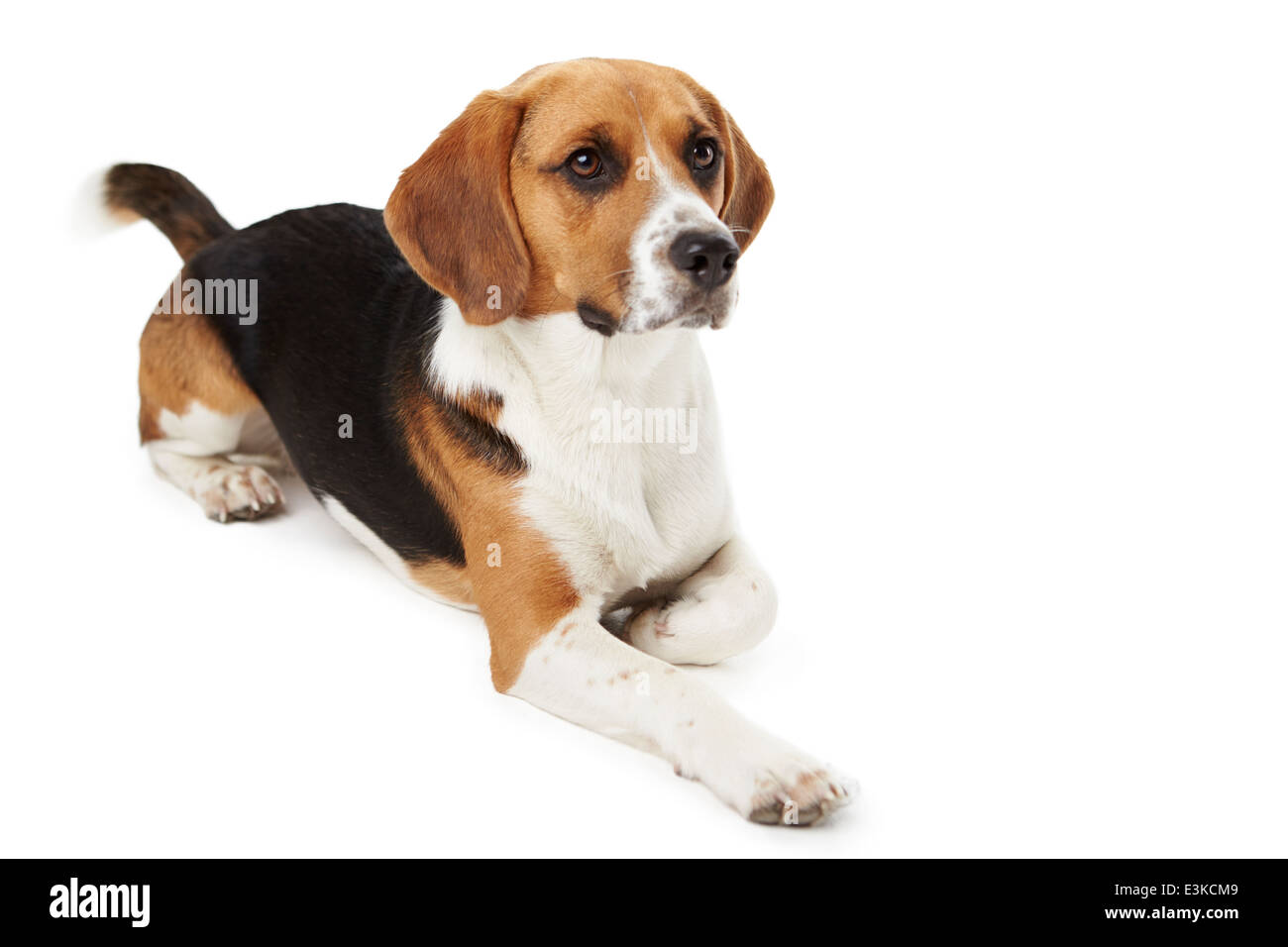 Studio Portrait Of Beagle Lying Dog Against White Background Stock Photo