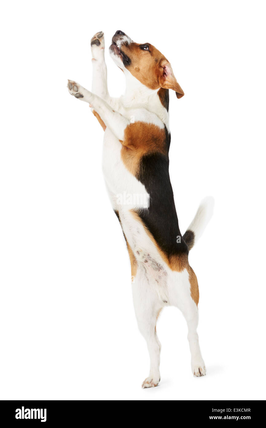 Studio Shot Of Beagle Dog Jumping Against White Background Stock Photo