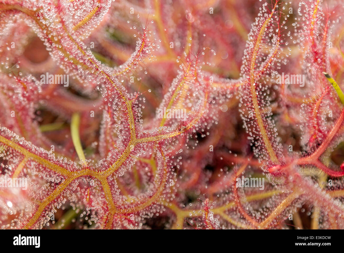 Close-up of Drosera tokaiensis in the Winter Garden glasshouse, at Hortus Botanicus, the botanical garden of Leyden University. Stock Photo