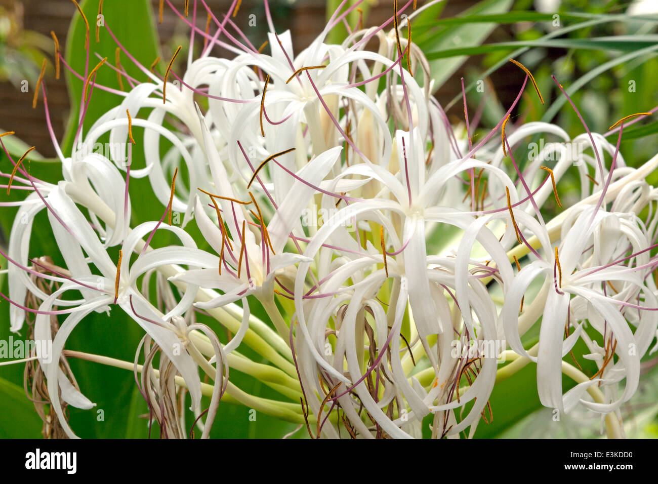 Close-up of Crinum asiaticum in the Victorian glasshouse at Hortus Botanicus,  Leyden University, South Holland, The Netherlands Stock Photo