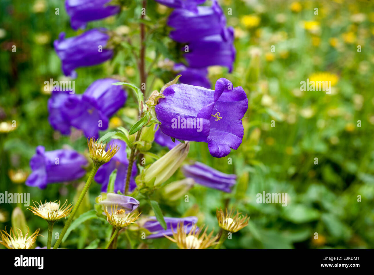 Beautiful Campanula medium flowers in summer time Stock Photo