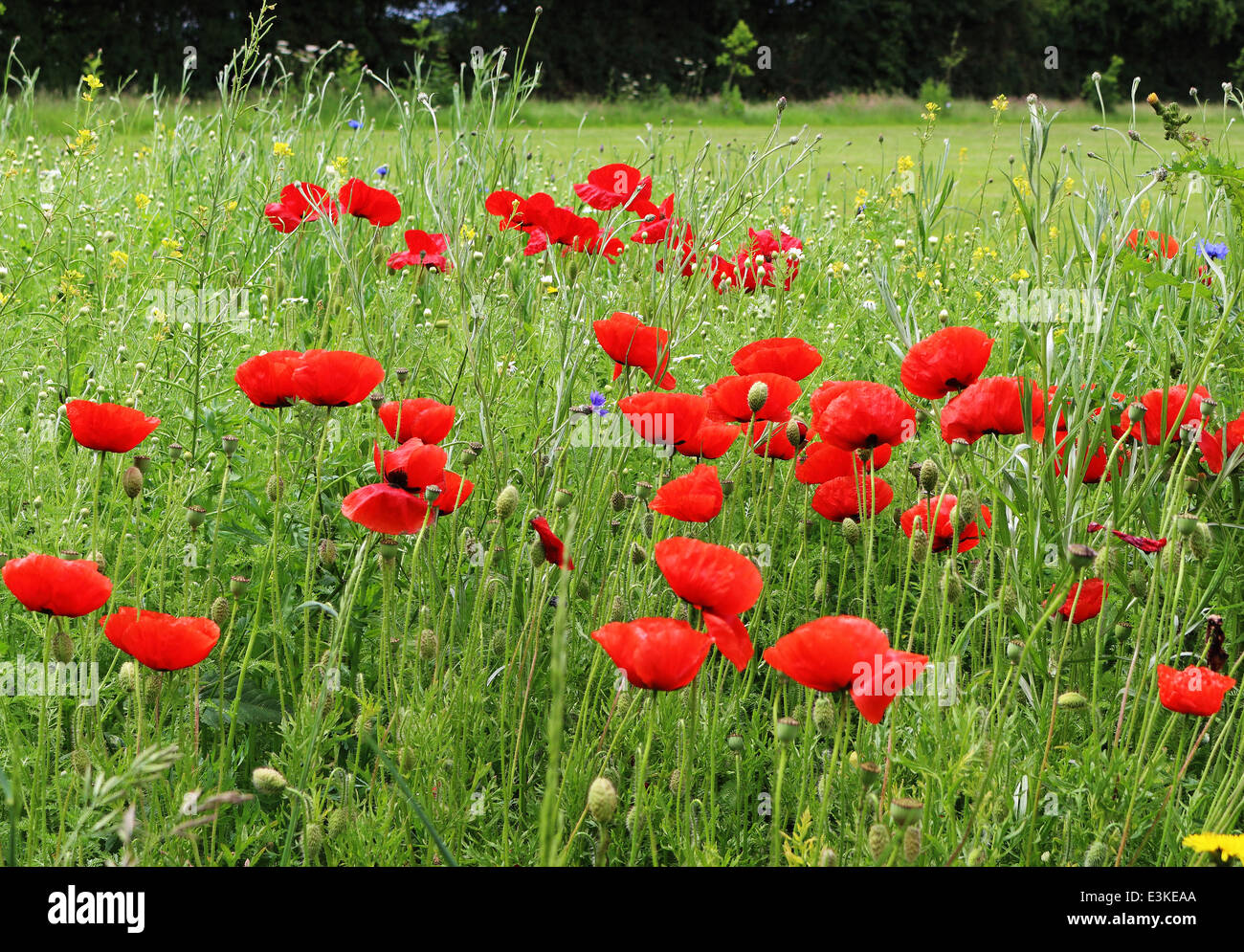 Poppies in summer meadow hi-res stock photography and images - Alamy