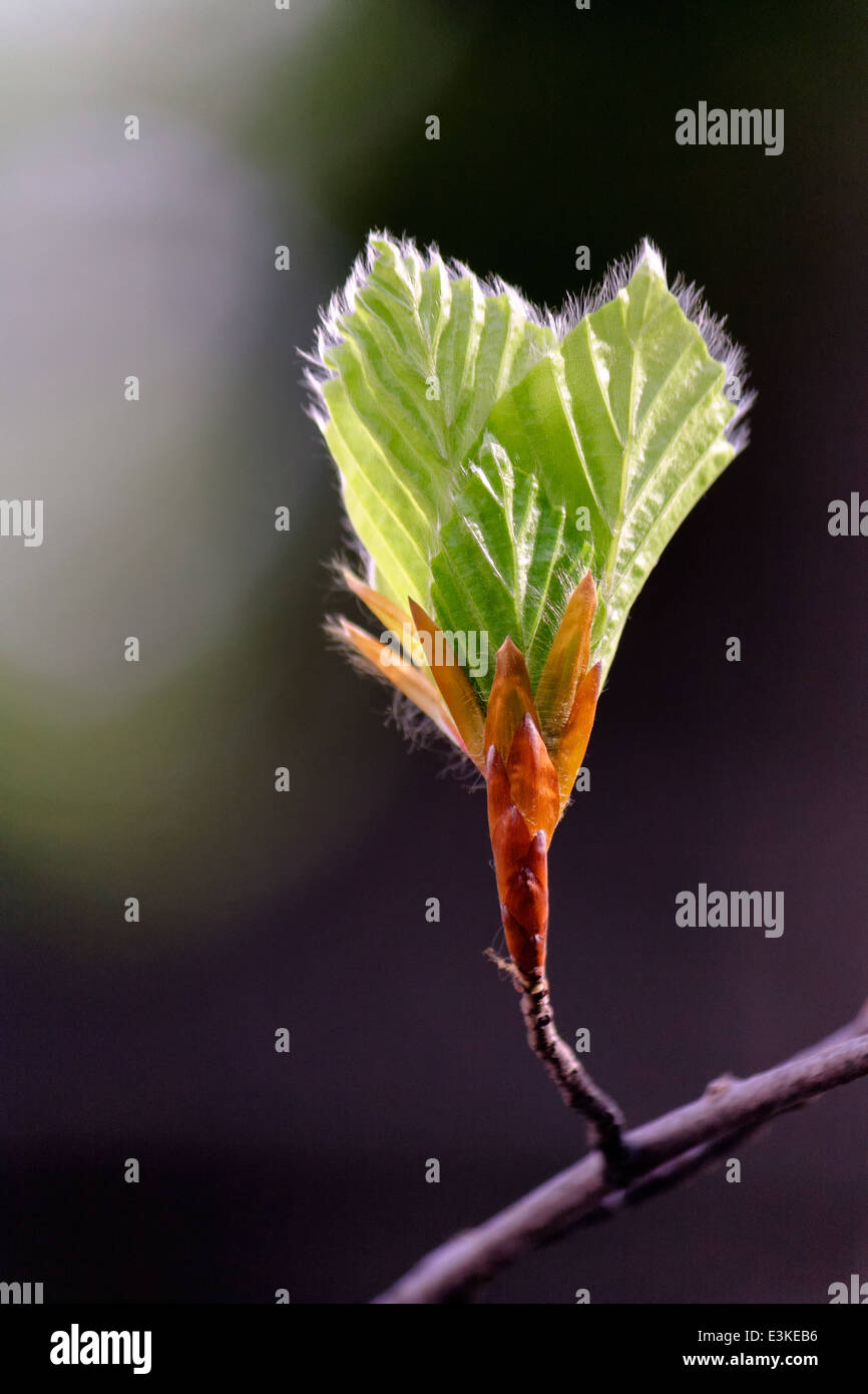 Tree branch with buds and green leaves in spring Stock Photo - Alamy