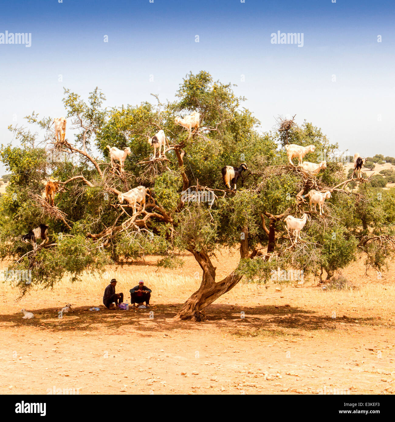 goats-feeding-on-the-fruits-and-leaves-of-the-argan-tree-near-essaouira