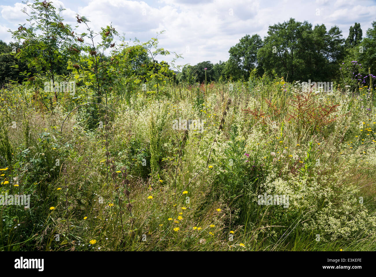 Primrose flowers uk hires stock photography and images Alamy