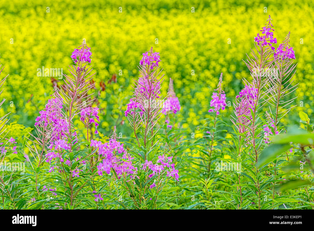 Fireweed (Chamerion angustifolium) growing beside a field of canola. Stock Photo