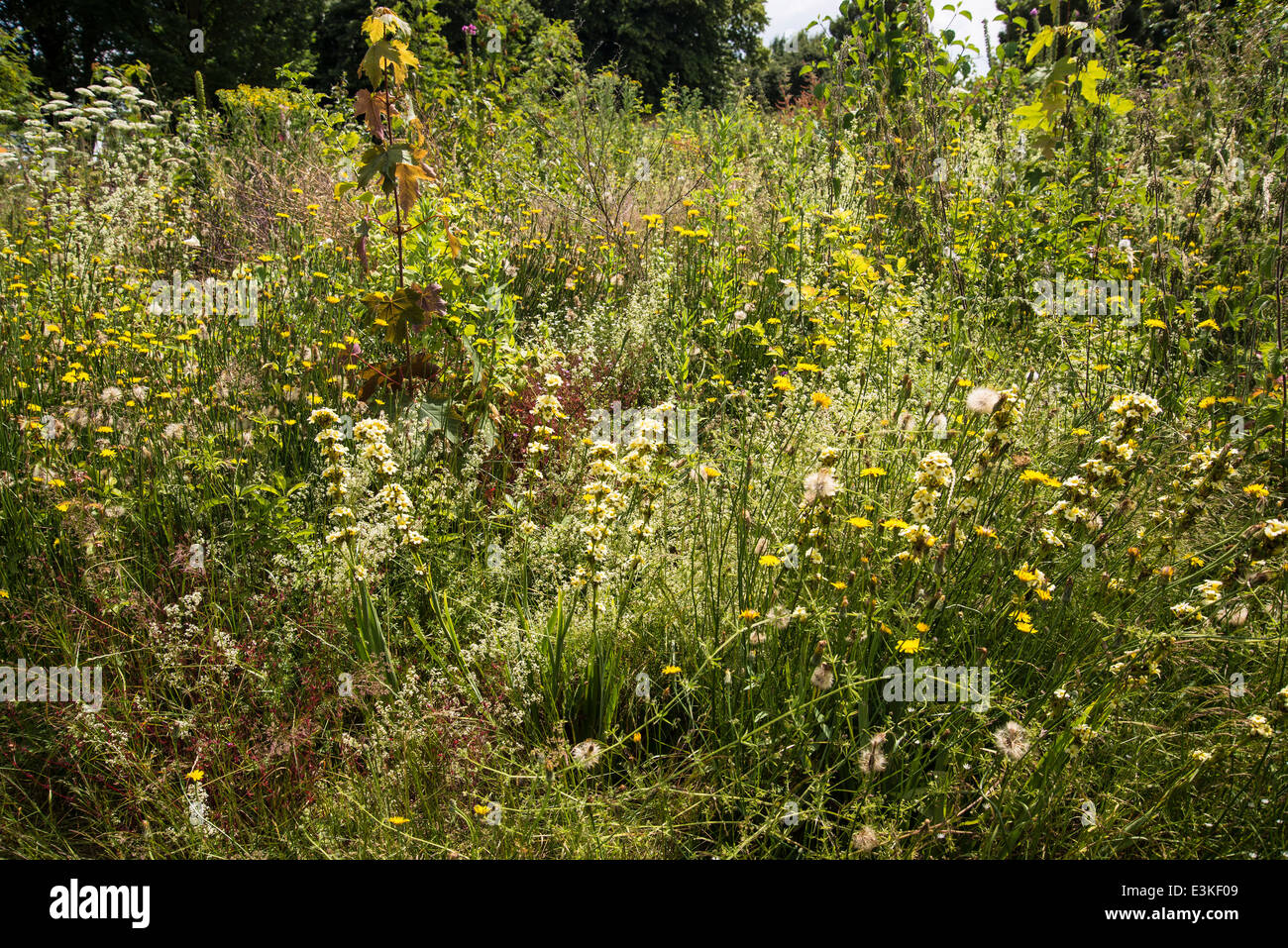 Primrose flowers uk hires stock photography and images Alamy