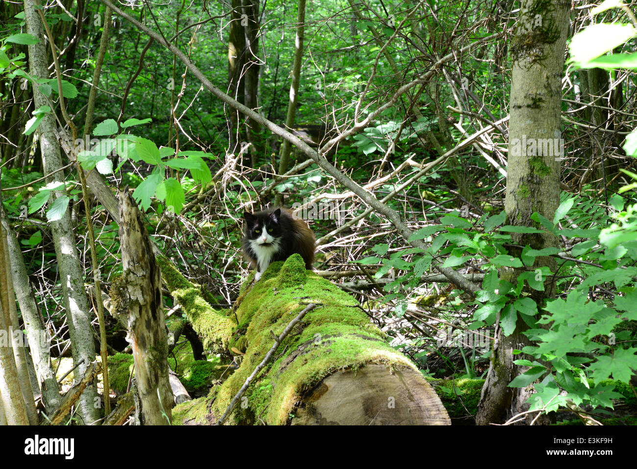 Cat on an old mossy log in the forest Stock Photo