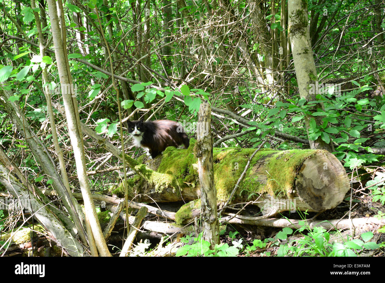 Cat on an old mossy log in the forest Stock Photo