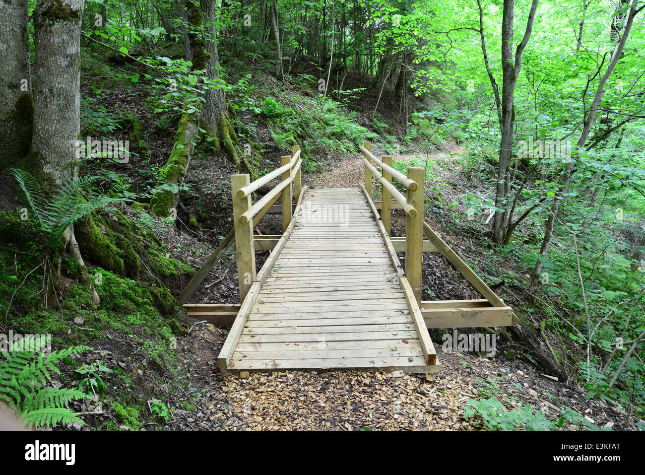 Wooden bridge in the forest. Sigulda. Stock Photo