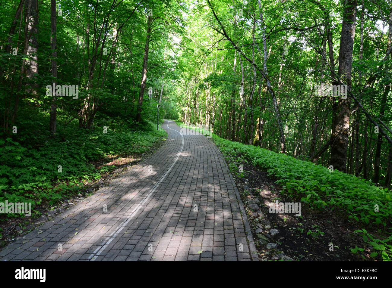 Driveway in the forest. Sigulda. Stock Photo