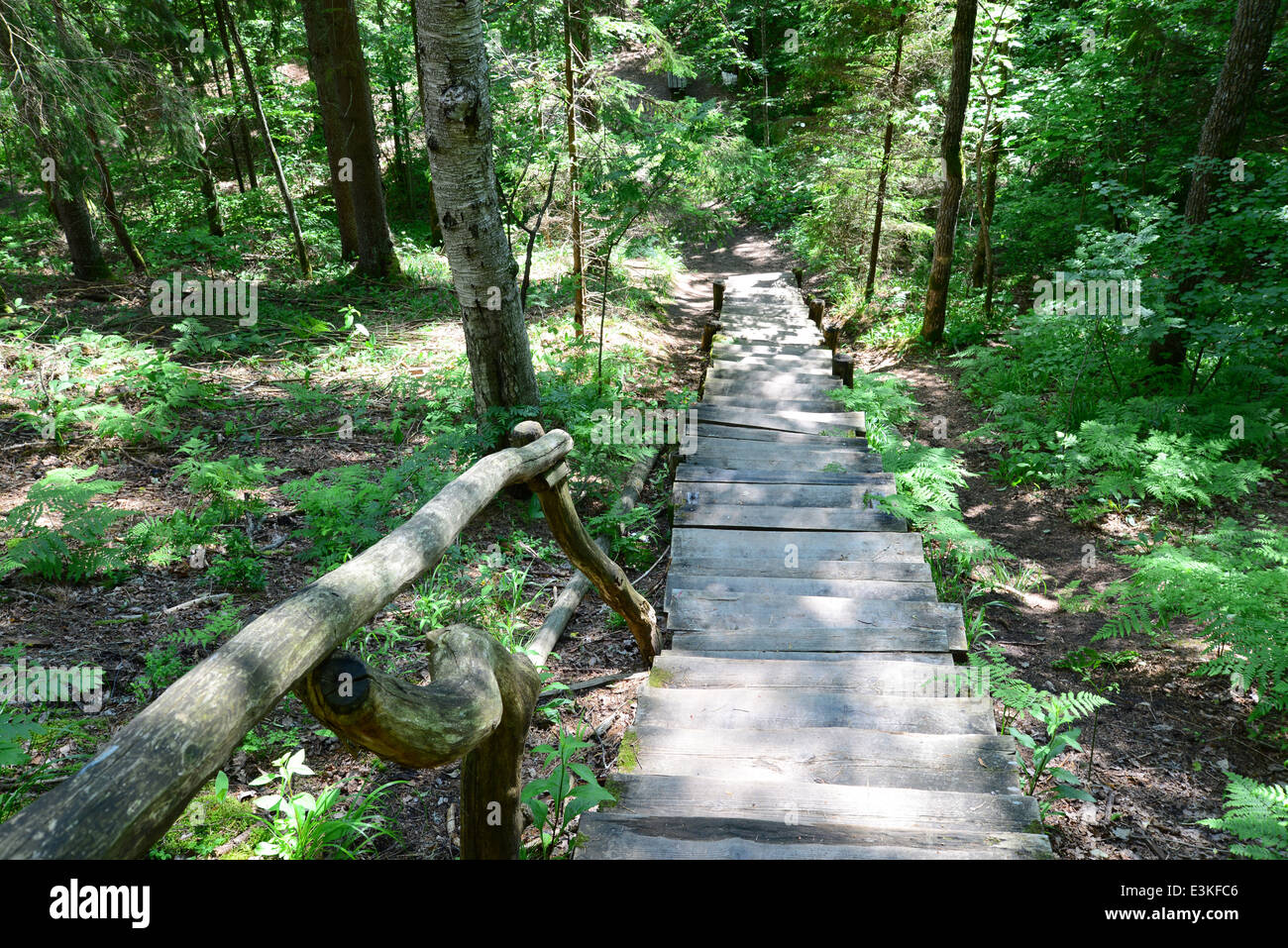 Old wooden stairs in the forest. Sigulda. Stock Photo