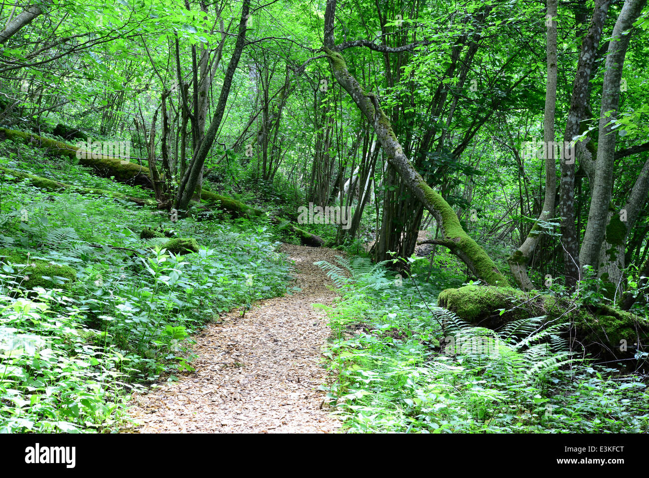 Wooden passway in the forest. Sigulda. Stock Photo