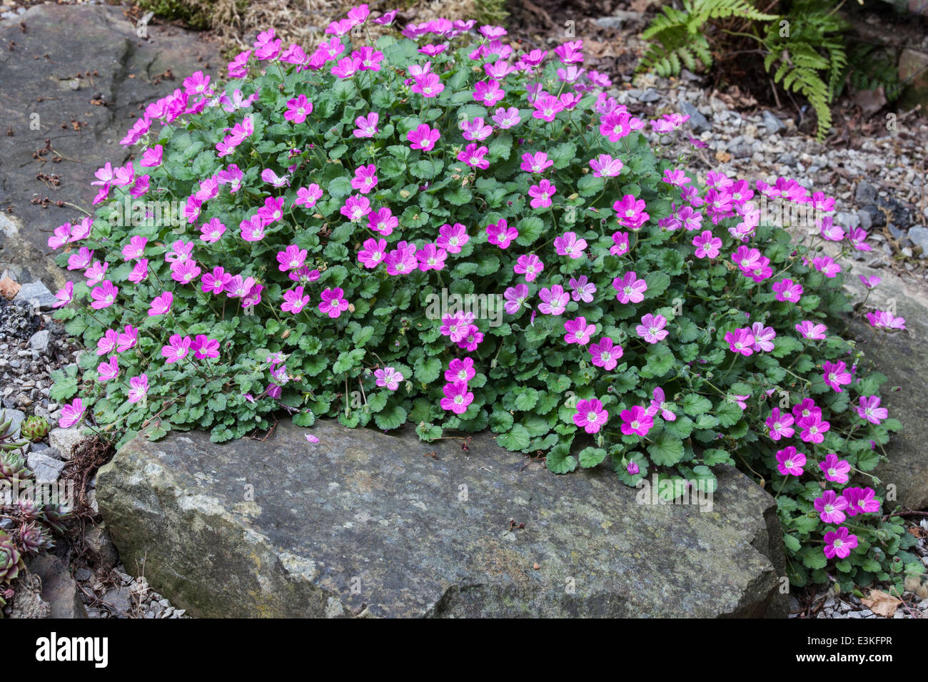 Erodium aka Storksbill Stock Photo