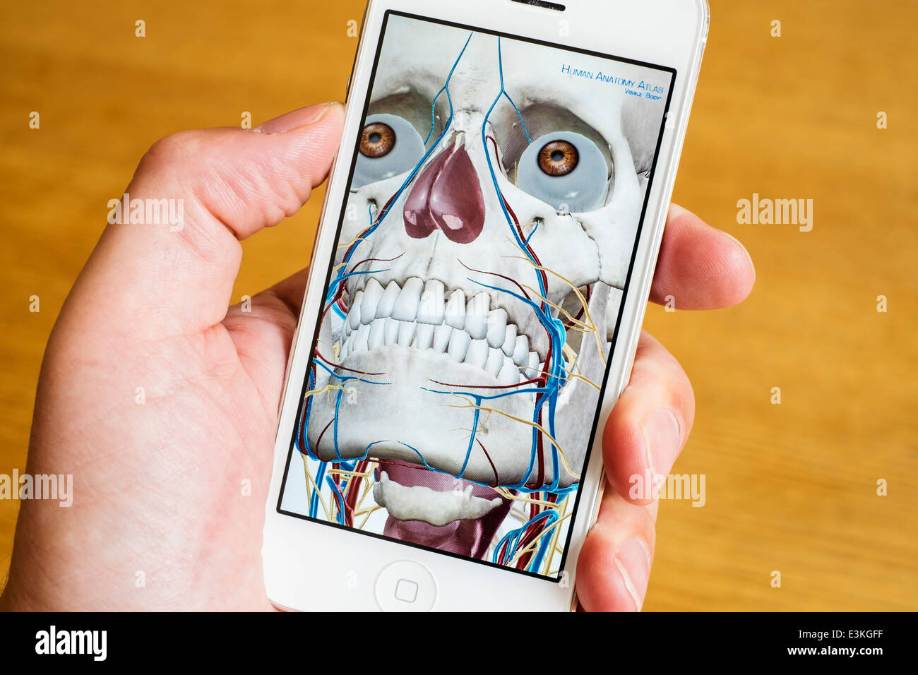 Detail of educational medical 3D human anatomy atlas on an iPhone smart phone Stock Photo