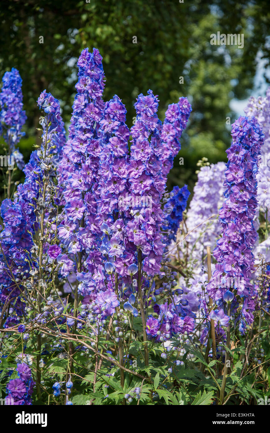 Delphinium flowers 'Can-Can' Stock Photo