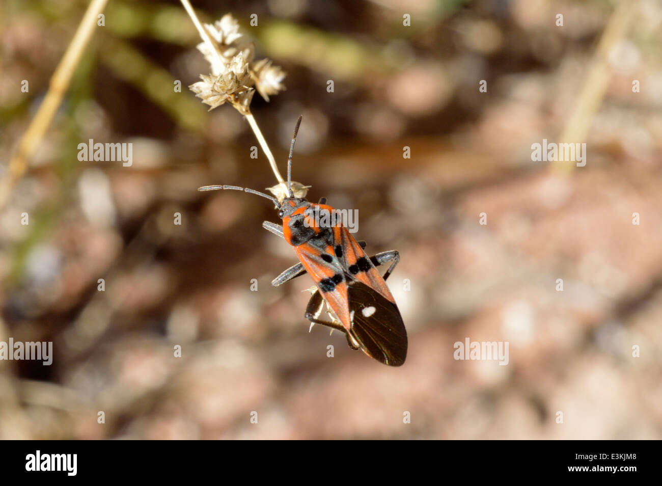 Ground bug (Spilostethus pandurus : Lygaeidae) Namibia Stock Photo
