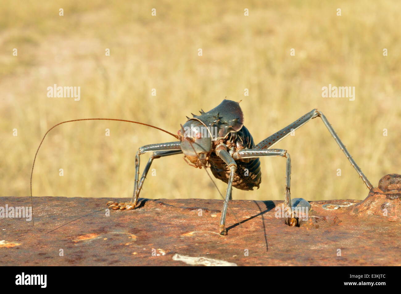Armoured ground cricket (Acanthoplus discoidalis: Tettigoniidae) armoured bush cricket, corn cricket, Namibia Stock Photo
