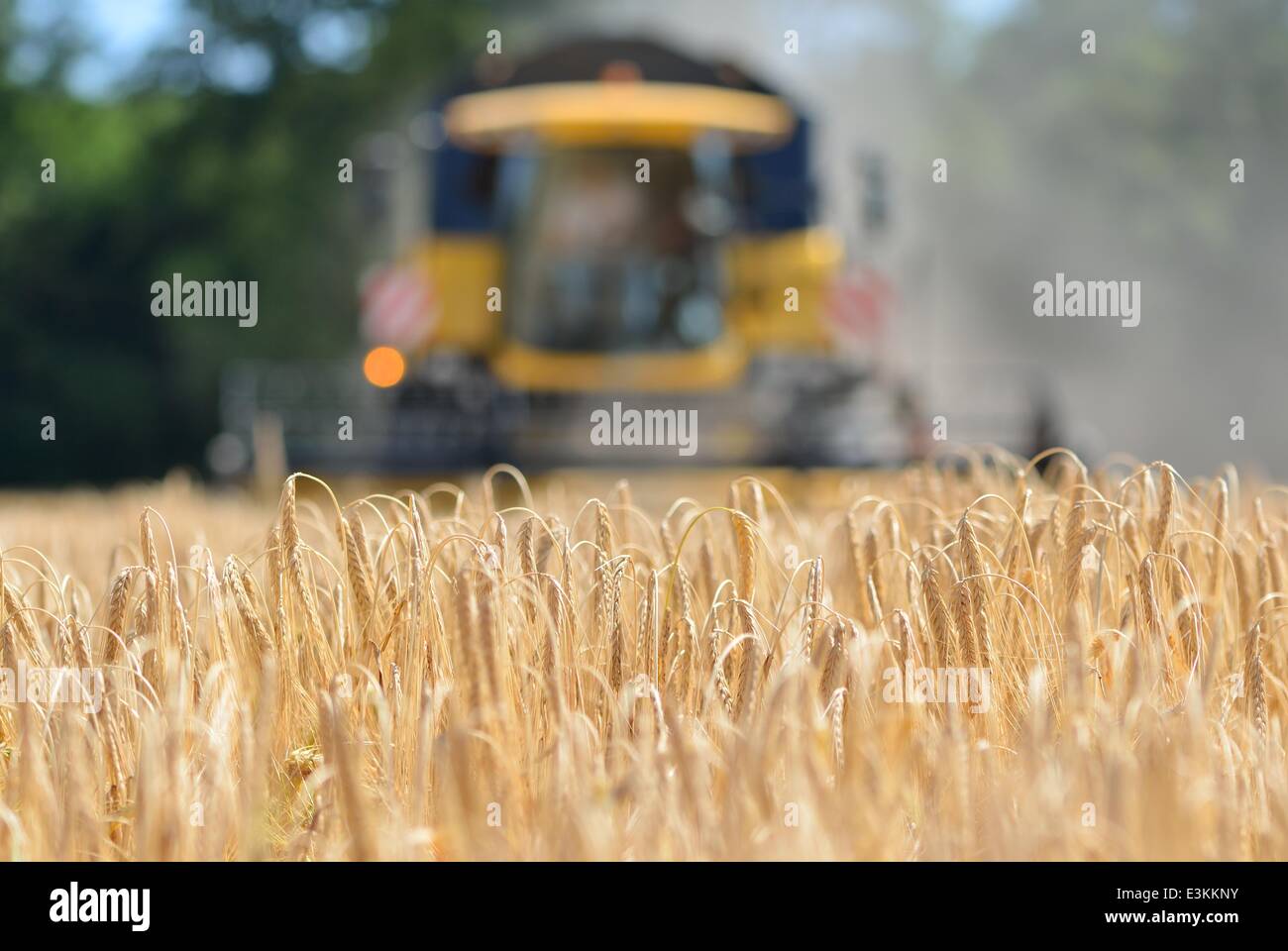 Essingen, Germany. 24th June, 2014. A combine harvester drives through a field of ripe winter barley on occassion of the beginning of wheat harvest in Essingen, Germany, 24 June 2014. Photo: UWE ANSPACH/dpa/Alamy Live News Stock Photo