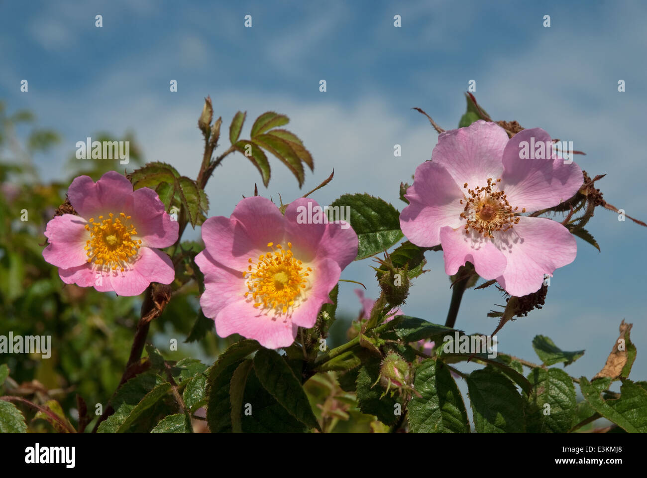 Dog-Rose (Rosa canina) flowering in the British Countryside in summer ...