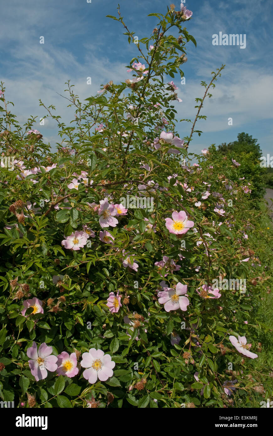 England dog rose hires stock photography and images Alamy