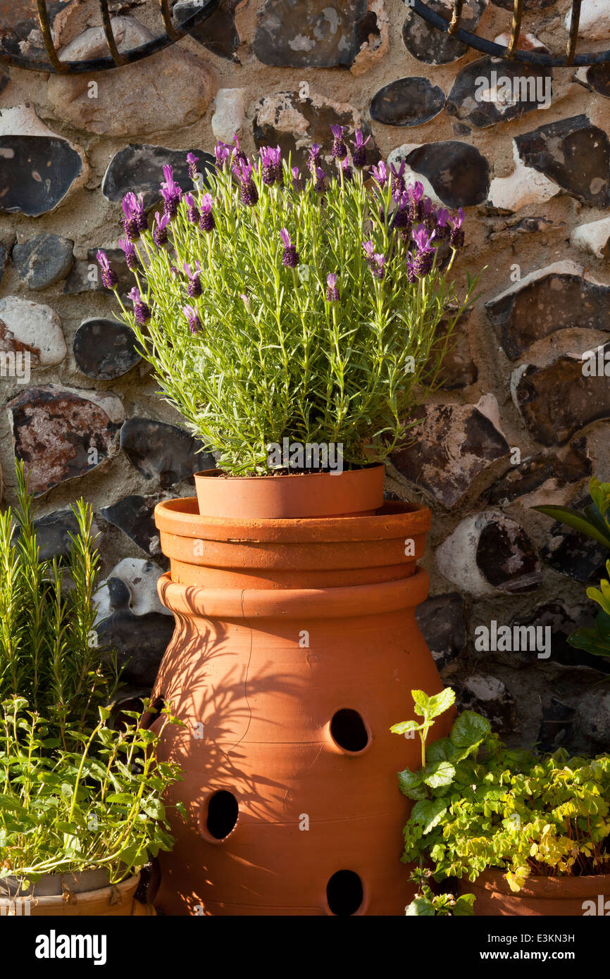 Country Style Plants High Resolution Stock Photography And Images Alamy