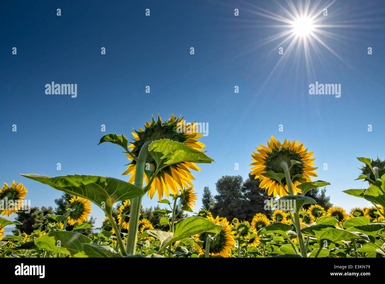 beautiful yellow Sunflowers in a field Stock Photo - Alamy