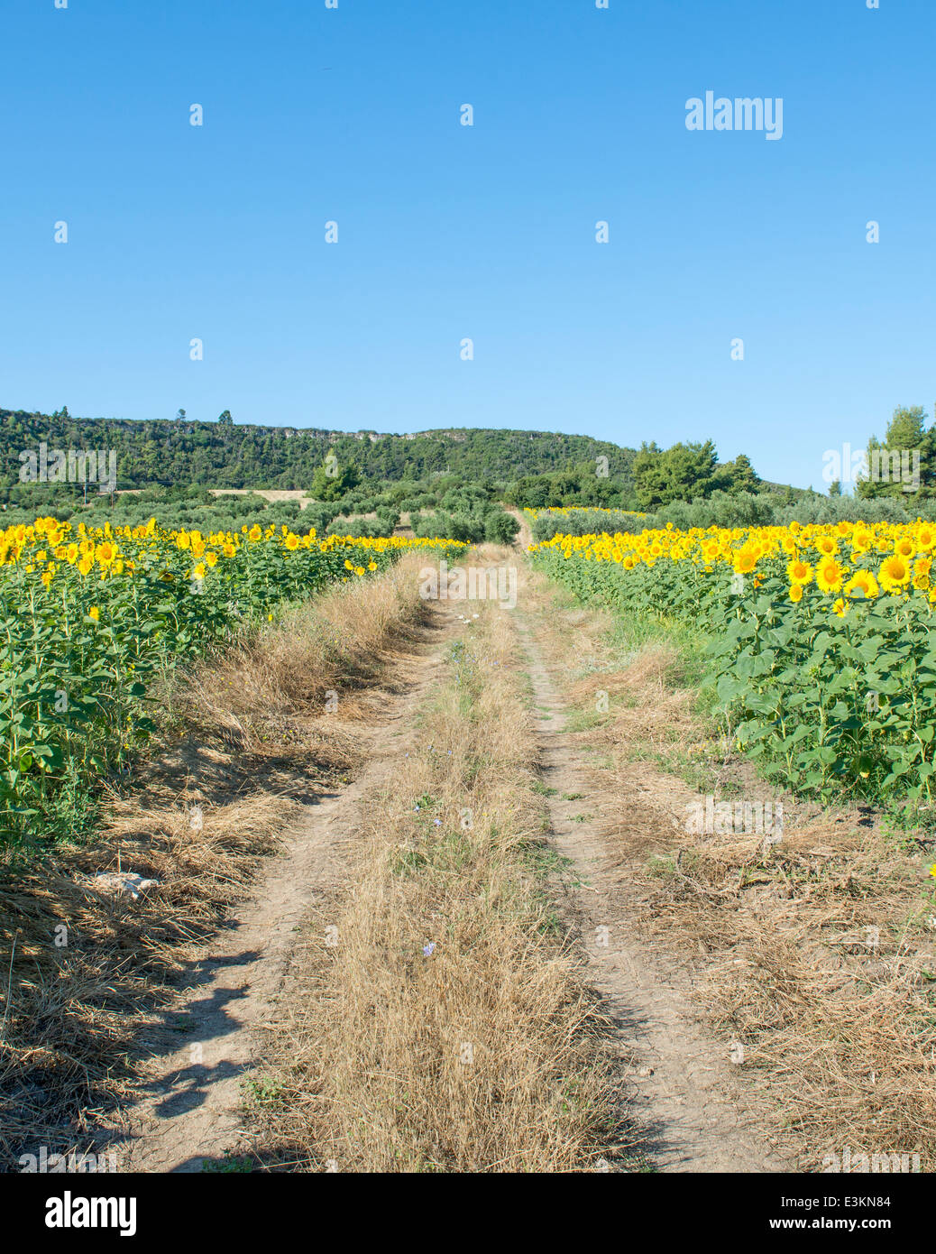 beautiful yellow Sunflowers in a field Stock Photo - Alamy