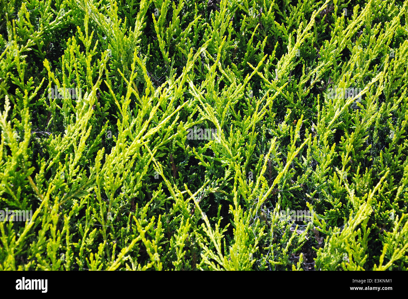 Leyland Cypress Leylandii background Stock Photo