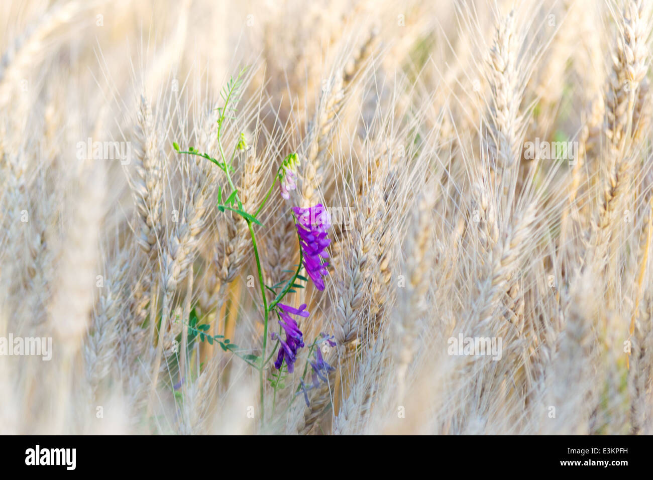 wild flowers in the middle of wheat Stock Photo