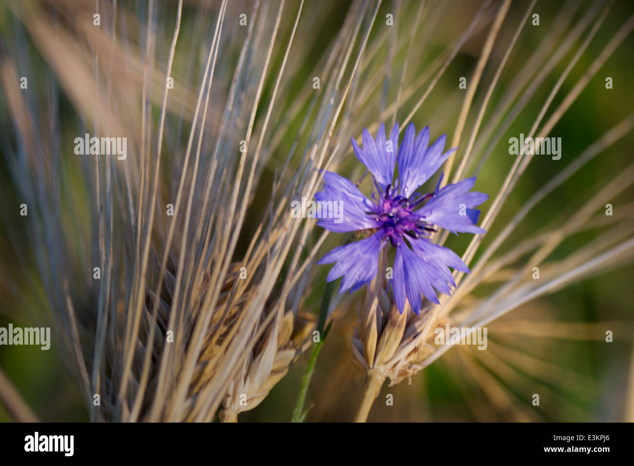 Bule wild flower and ears of wheat (ray) - Centaurea cyanus - bluebottle, cornflower Stock Photo