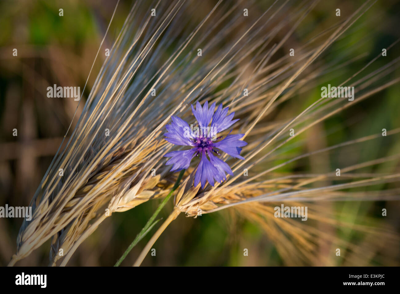 Bule wild flower and ears of wheat (ray) - Centaurea cyanus - bluebottle, cornflower Stock Photo