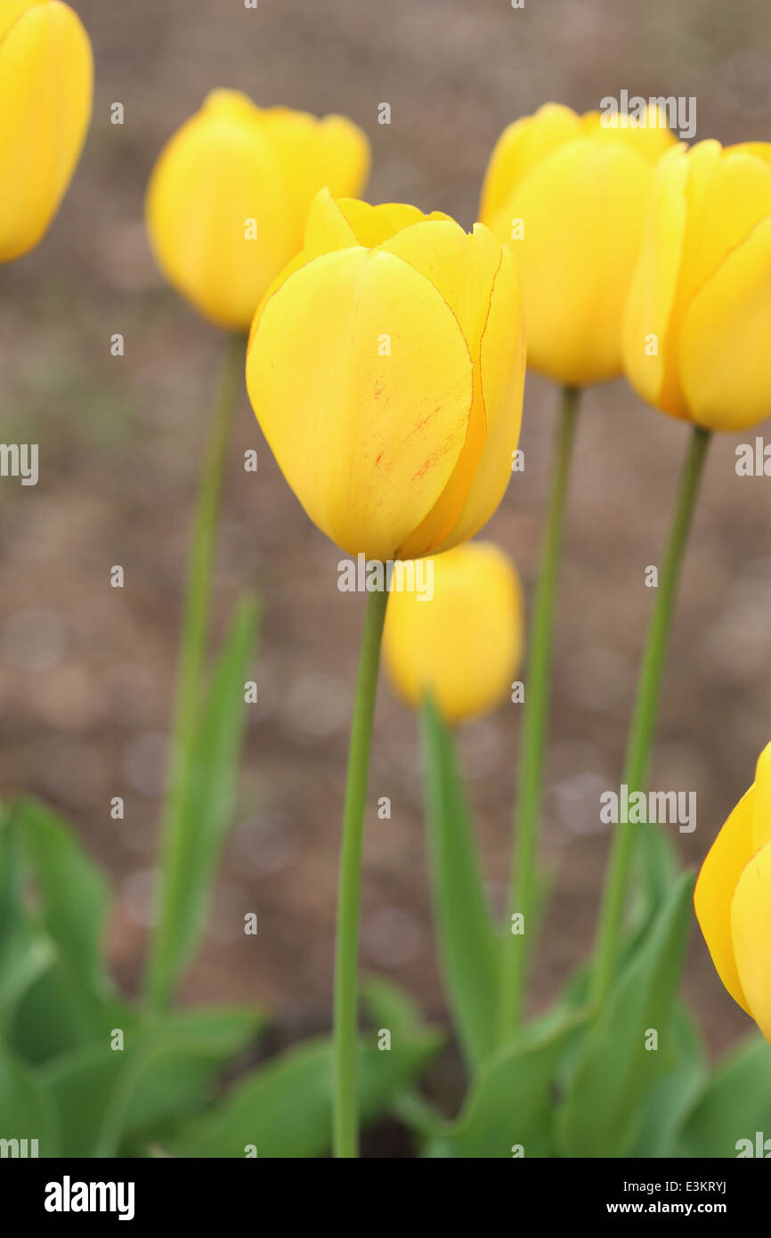 yellow tulip flower blooming in the garden Stock Photo - Alamy