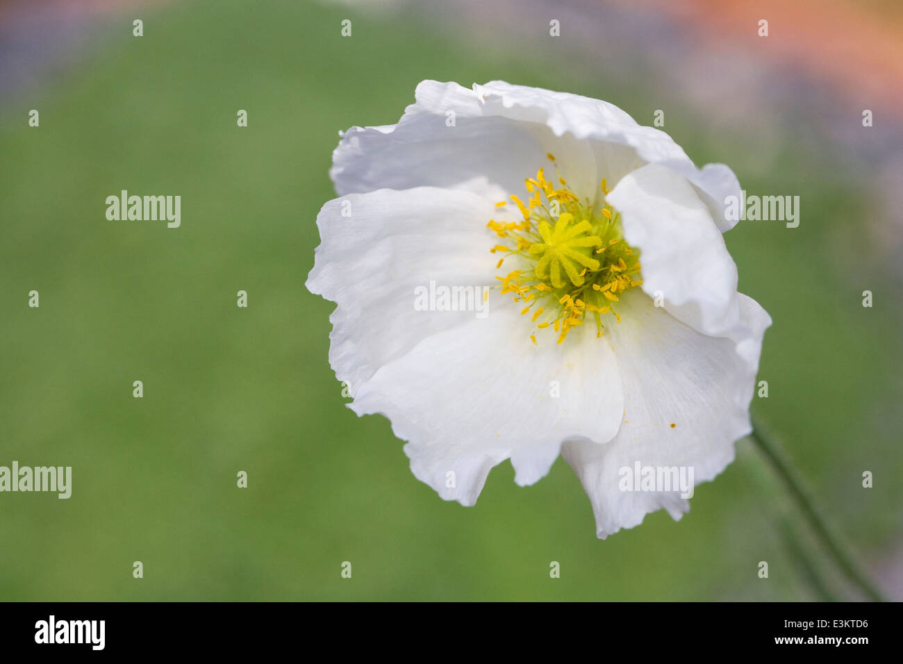 Papaver anomalum Album. White-flowered poppy. Stock Photo