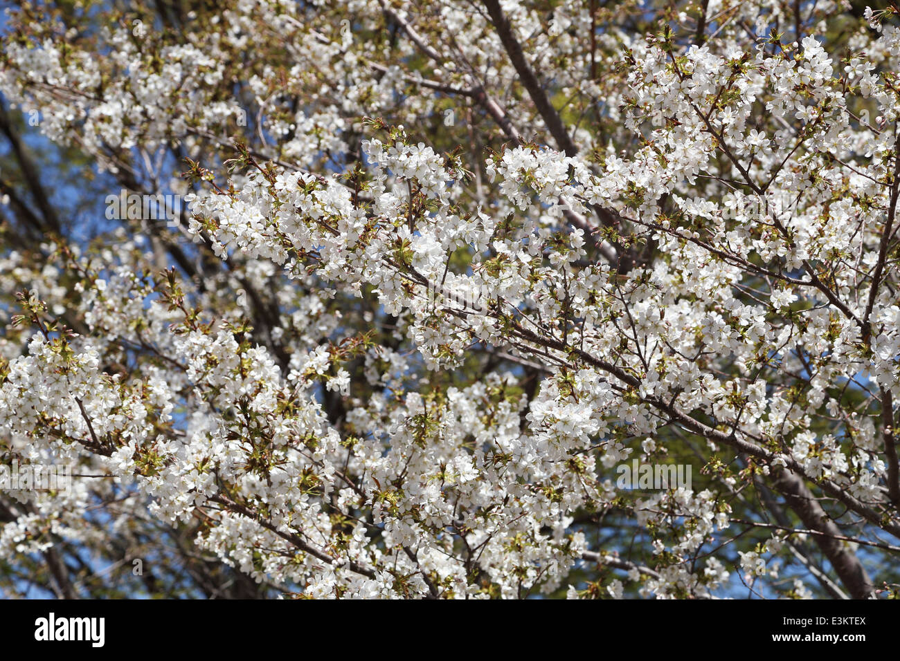 white sakura tree at Lake Kawaguchiko, Japan Stock Photo Alamy