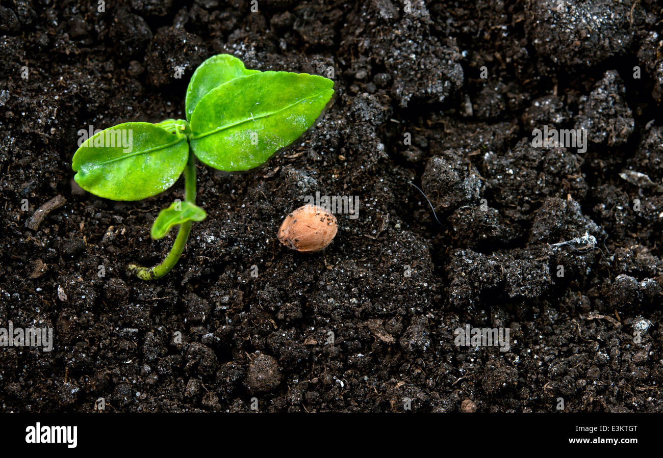 young green plant in soil. Close up Stock Photo