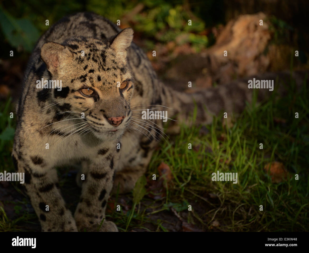 amur leopards Stock Photo