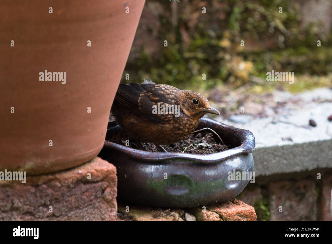 Fledgling / Juvenile Blackbird, Turdus merula peeps from behind a flower pot. Stock Photo
