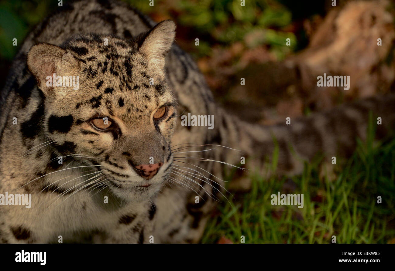 Amur Leopards High Resolution Stock Photography and Images - Alamy