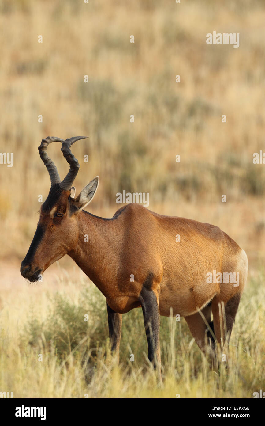 Rooihartbees hires stock photography and images Alamy