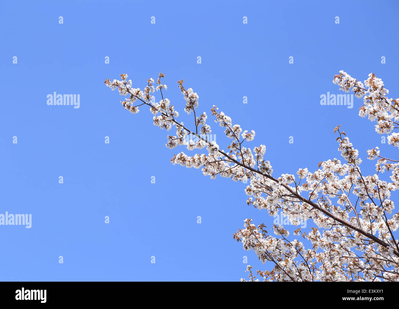 white Sakura flower with blue sky Stock Photo - Alamy