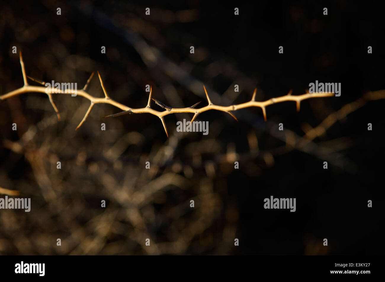 Thorn on bramble hires stock photography and images Alamy