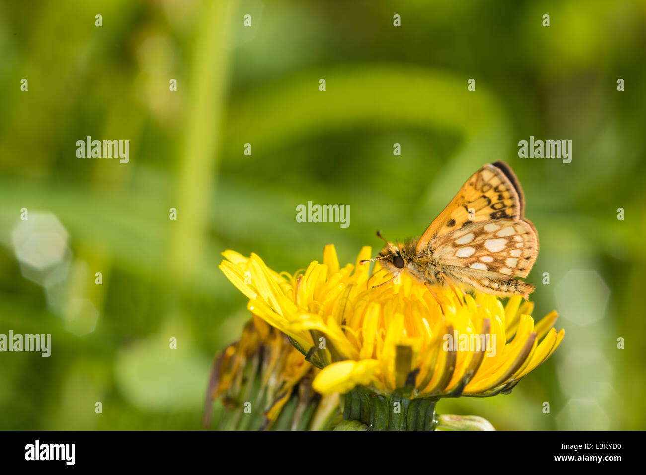 Arctic skipper, Carterocephalus palaemon, feeding on a dandelion blossom, Elk Island National Park, Alberta Stock Photo