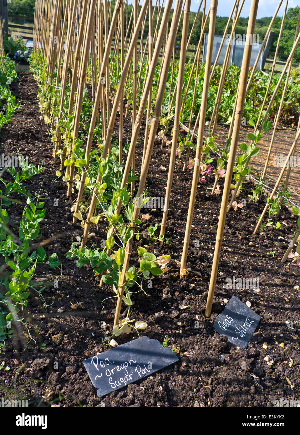 Pea Mangetout Oregon Sugar Pod Pisum sativum in a restaurant kitchen garden UK Stock Photo