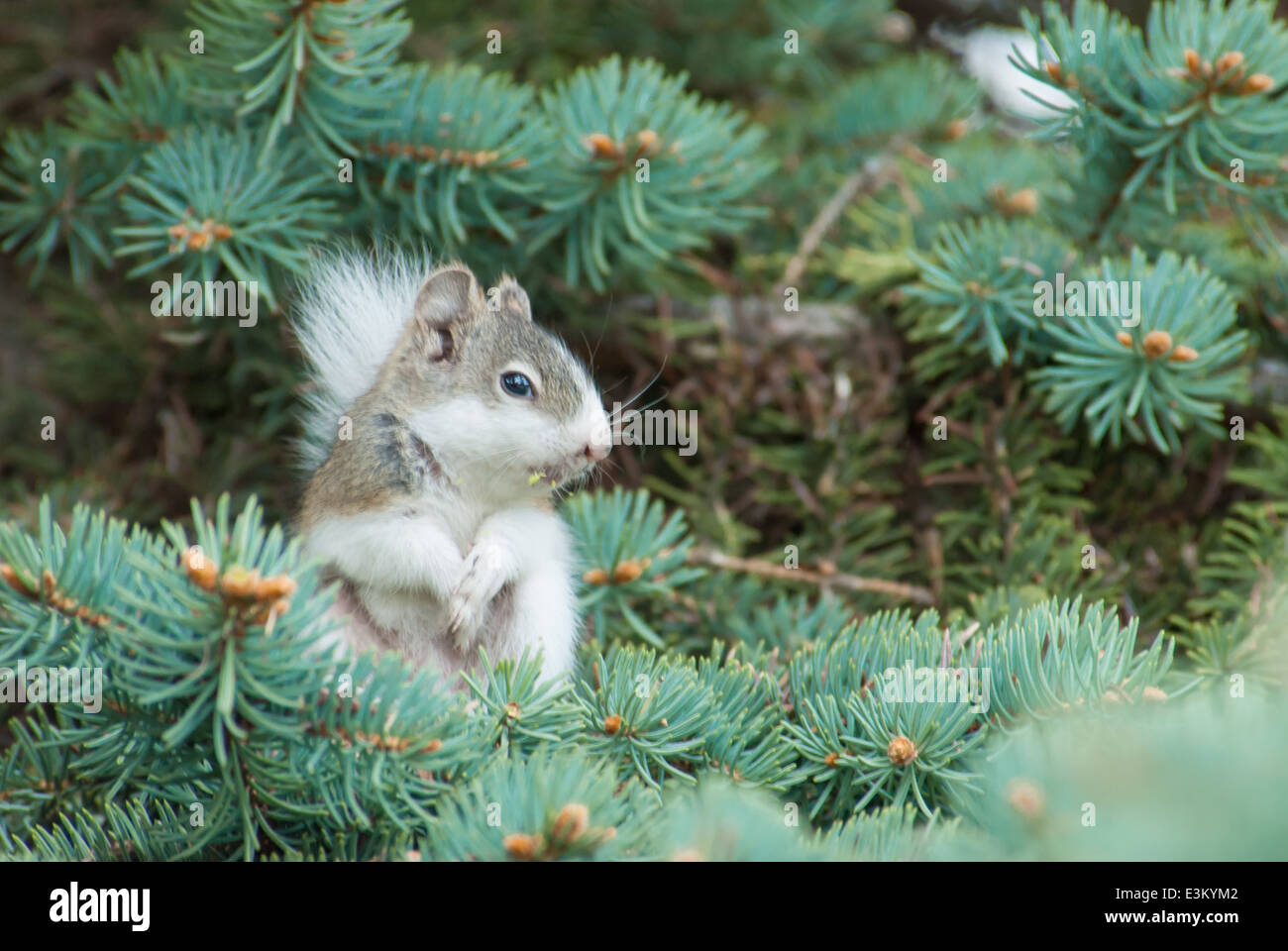 Red squirrel, Tamiasciurus hudsonicus, with a partial white coat mutation, sitting in a spruce tree, St Albert, Alberta Stock Photo