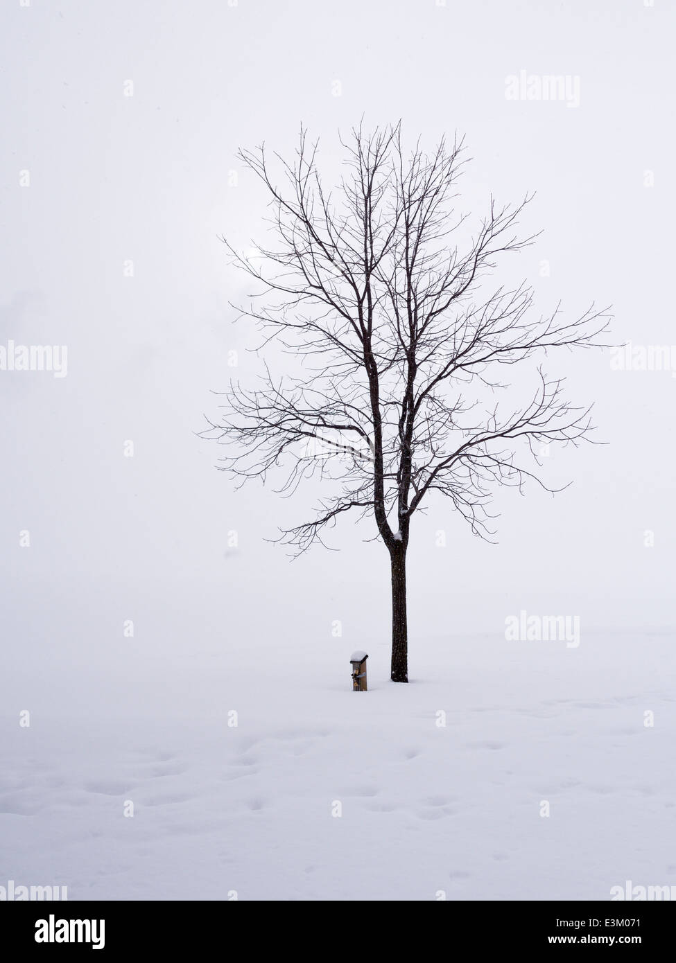 Tree in a Snowstorm. A black tree in the snow with a white snowstorm/foggy background. Snowflakes float down Stock Photo