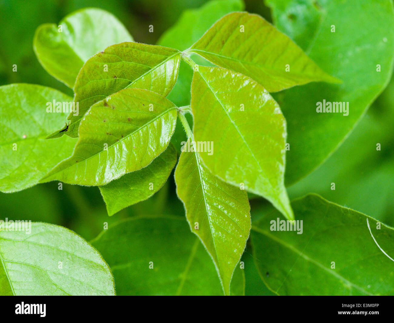 Poison Ivy in the Spring. Close up of the glossy and itchy leaves of the poison ivy plant. Stock Photo