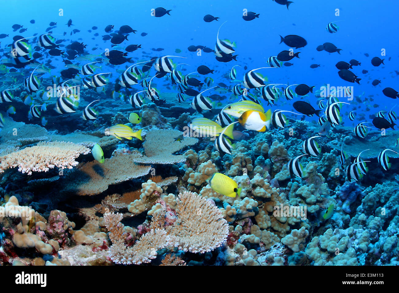 Reef fish - Papahānaumokuākea Marine National Monument Stock Photo