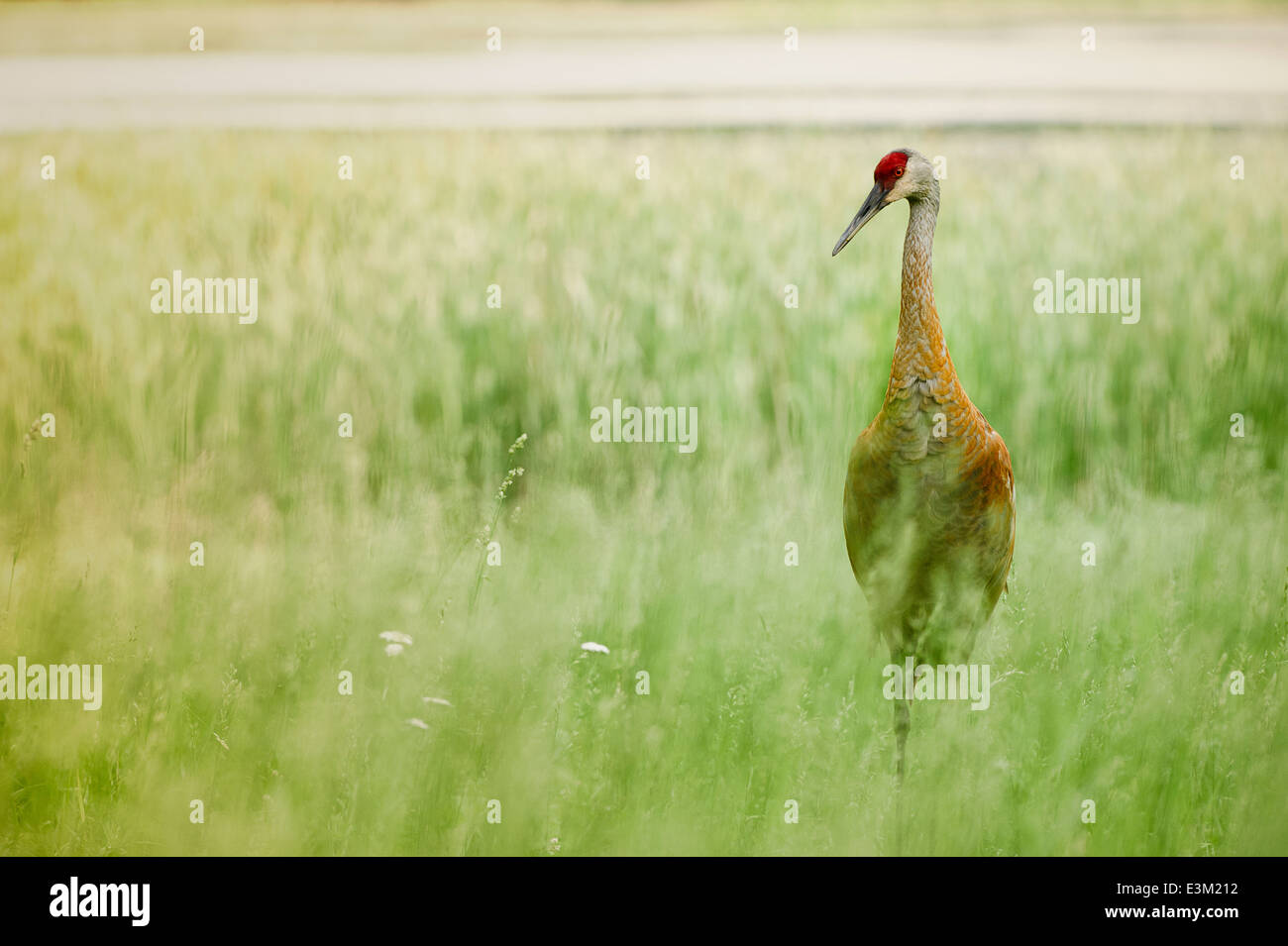 A sandhill crane forages for food in lakeside grasses in Southeast Michigan, United States. Stock Photo