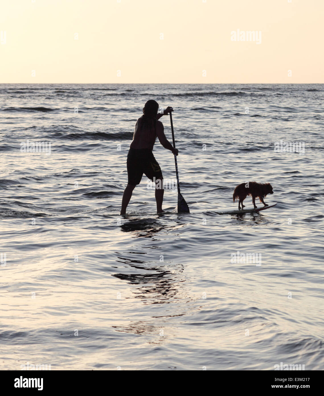 Dog goes stand up paddle surfing with owner in Hanalei, Kauai at sunset Stock Photo